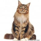 TRIXIE PREMIO TUNA  STRIPS 20 G thumbnail