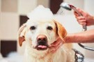 Neo Hundeshampoo thumbnail