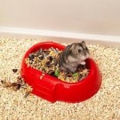 FP MINI DUNA MULTI MIX thumbnail