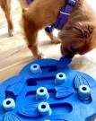 Nina Ottosson Dog Hide n` Slide Kompositt thumbnail