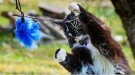 OZAMI KATTVIPPA IROQOUIS BLÅ 75CM thumbnail