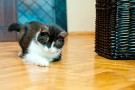 Trixie Laser-Peker Lys i bevegelse thumbnail