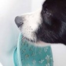 LickiMat Splash Slikkematte Blå thumbnail