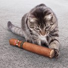 Kong Better Buzz Cigar thumbnail