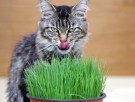 Cat it Kattegress thumbnail