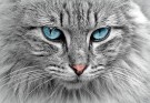Ever Clean Multiple Cat 10 L thumbnail