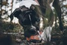 Oksekløv med kjøttfull thumbnail