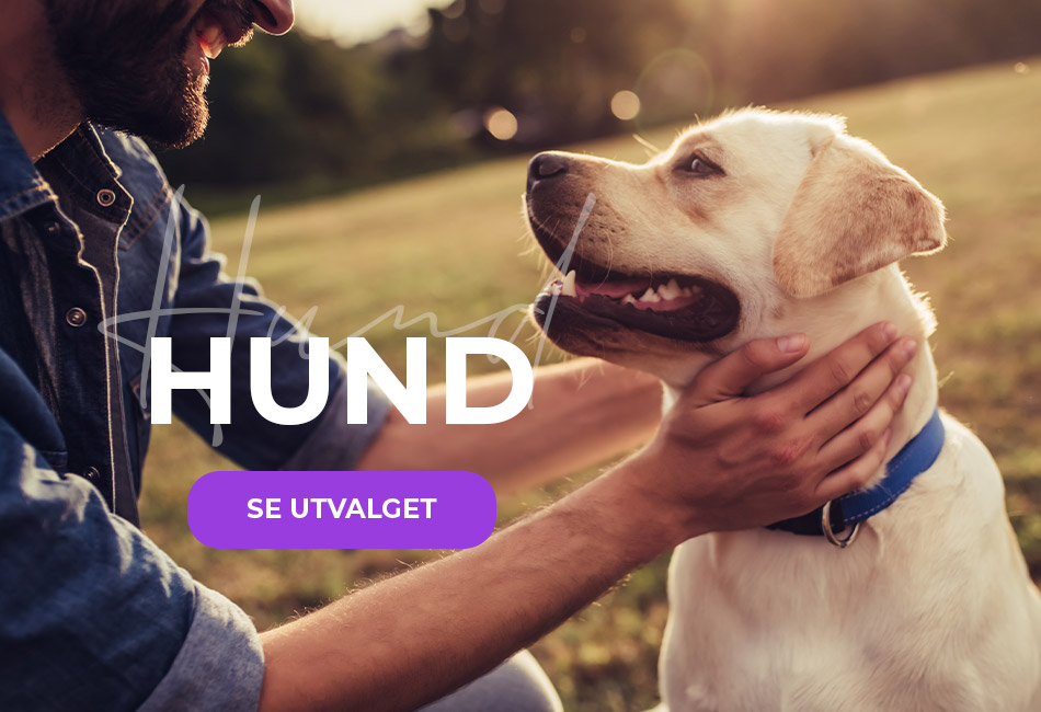 hund