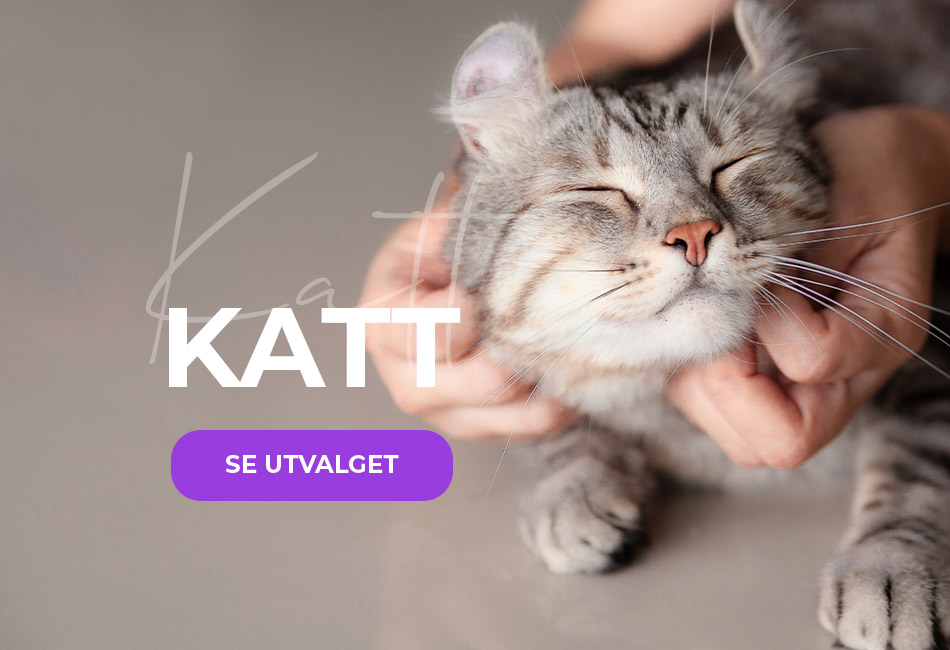 katt