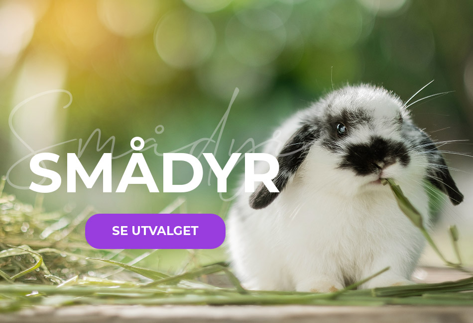 smådyr